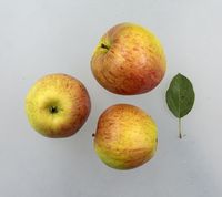 Slesvigsk Jordbæræble